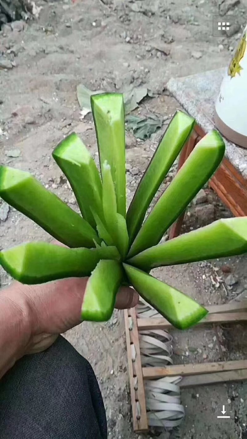 潍县萝卜，口感脆甜，味道正宗，大面积供应全国的客户！