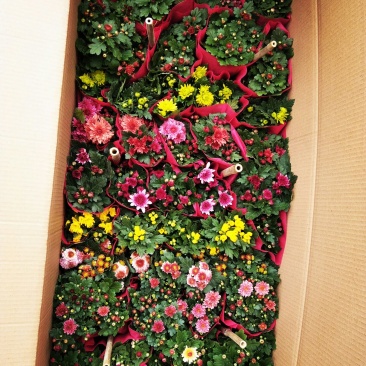 荷兰菊