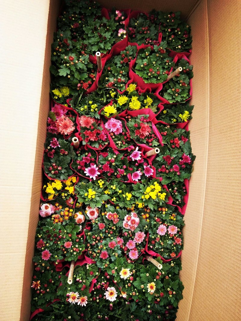 荷兰菊