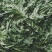 荠荠菜