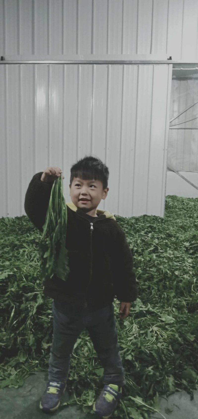 荠荠菜