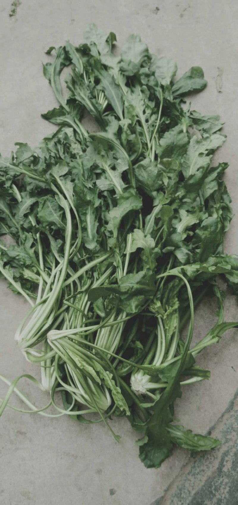 荠荠菜