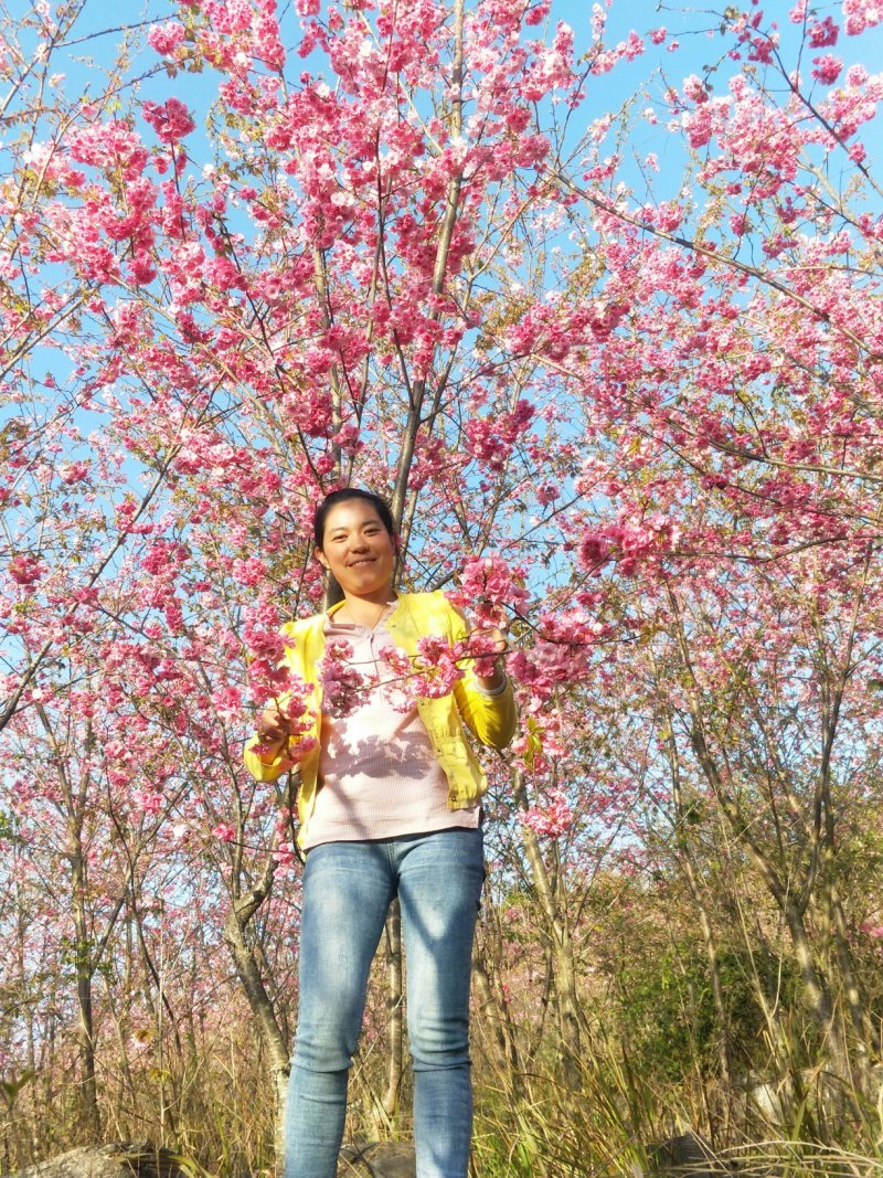云南樱花