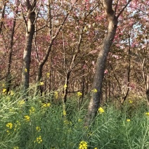 云南樱花