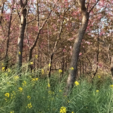 云南樱花