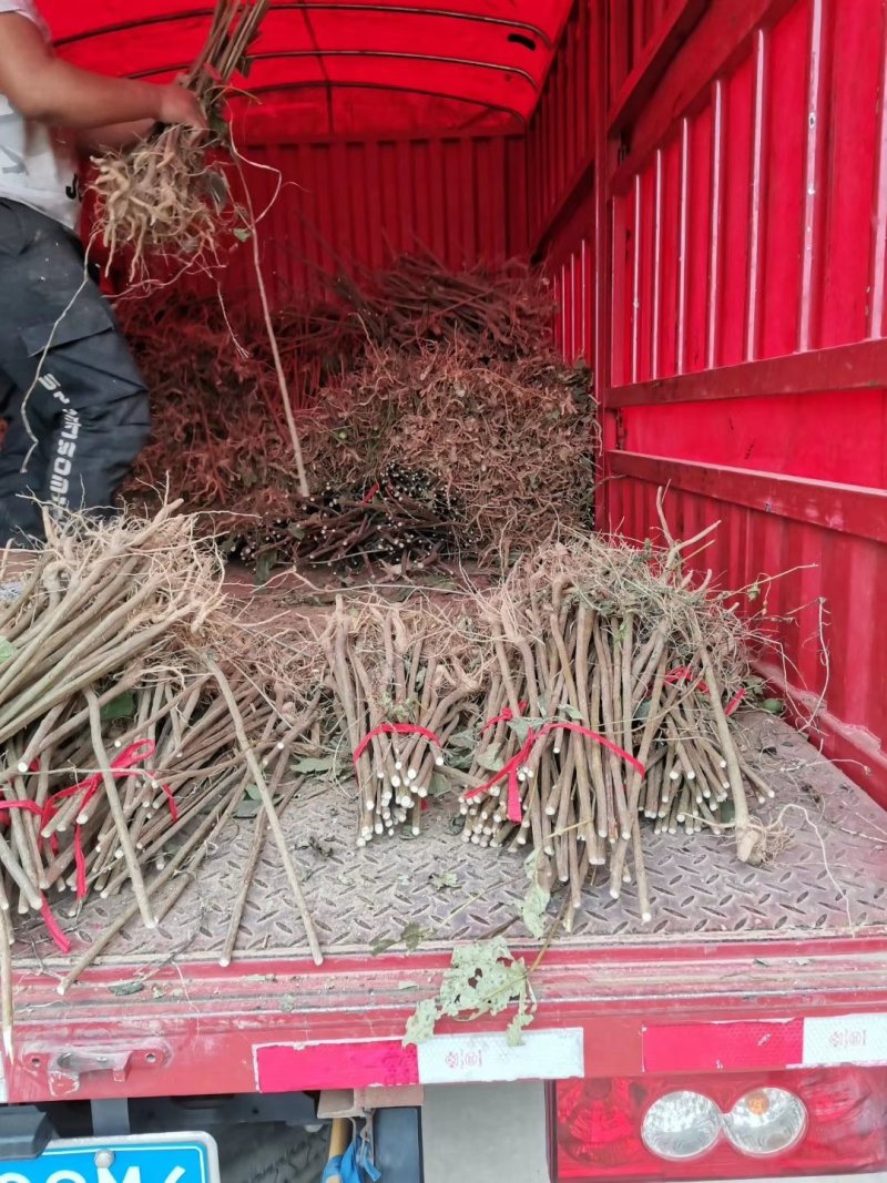 梓树小苗梓树基地直供成活率高死苗补发寸白装车视