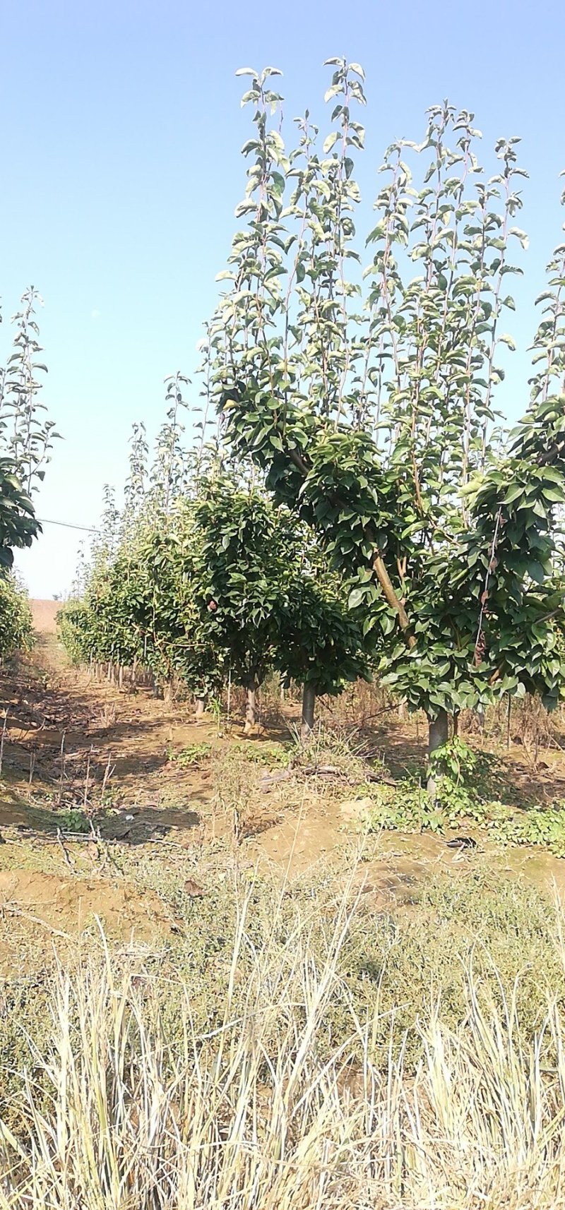 梨树梨树占地梨树工程果树规格齐全