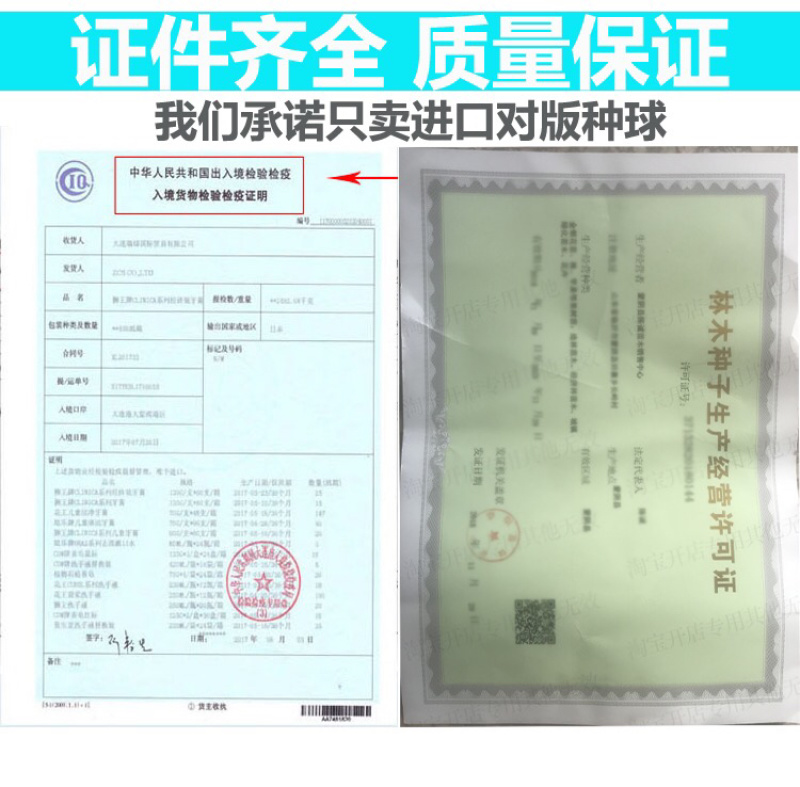 荷兰进口重瓣朱顶红种球室内盆栽花卉四季花苗室外大球根