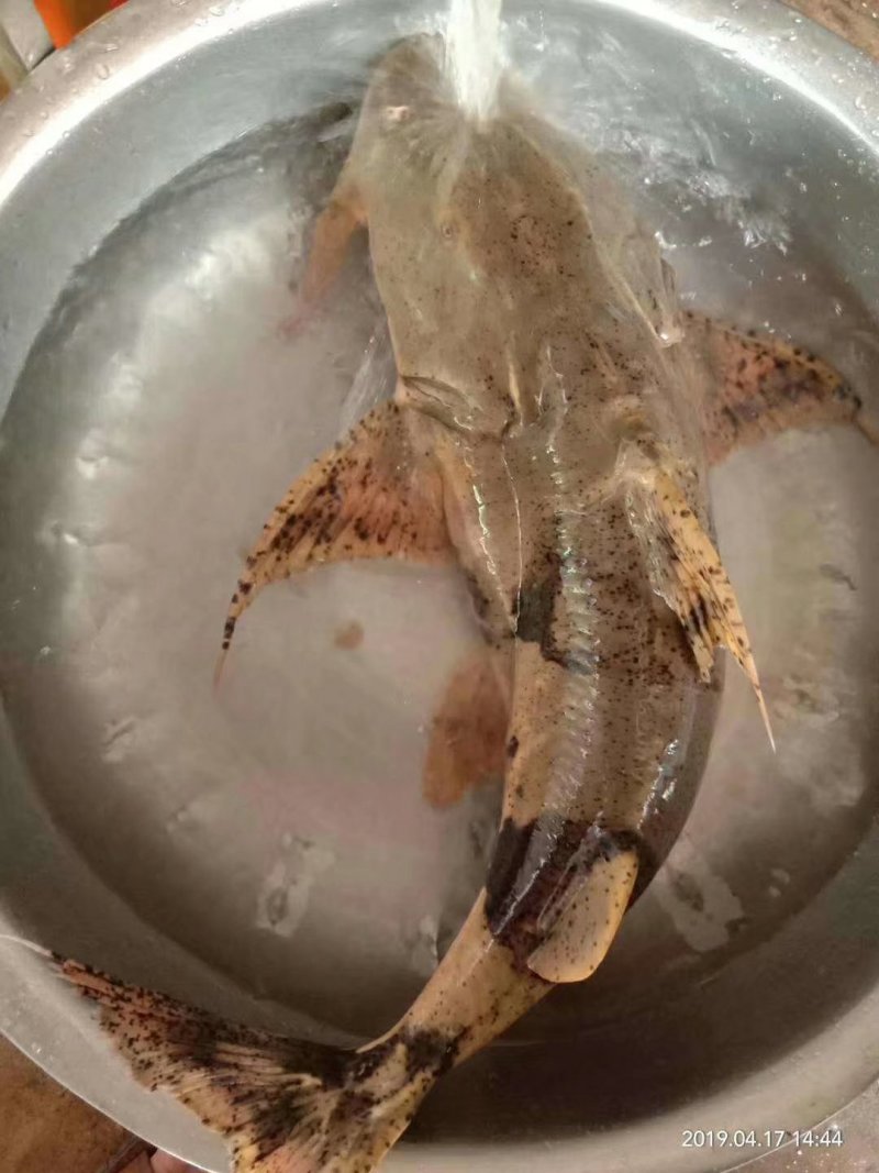 马口鱼