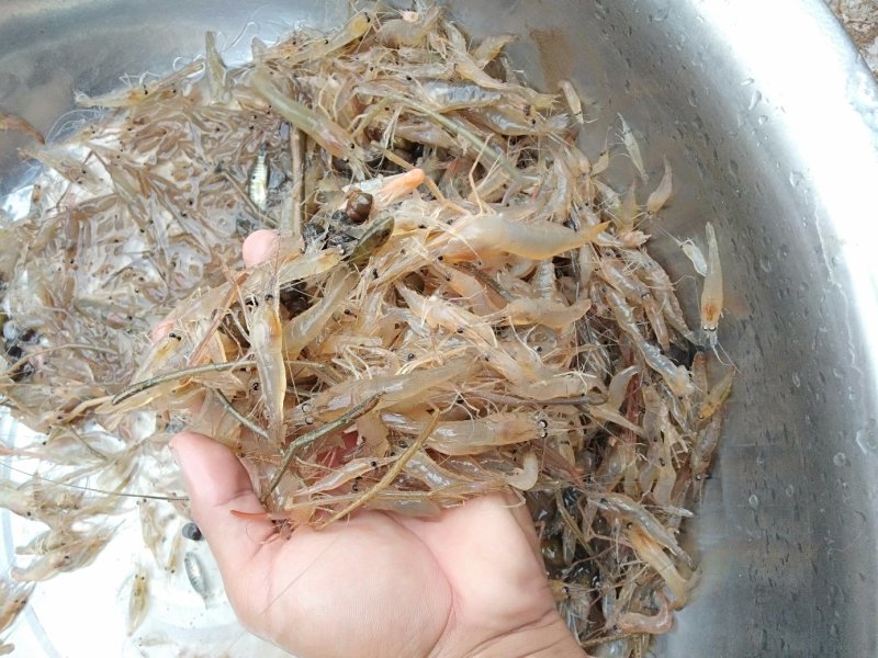 马口鱼