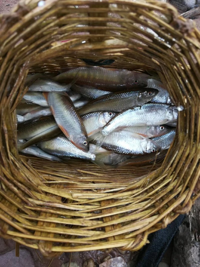 马口鱼