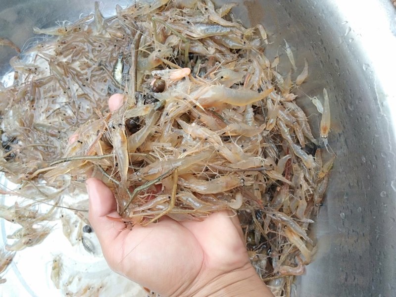 马口鱼