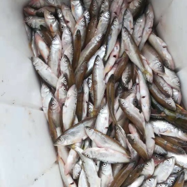 马口鱼