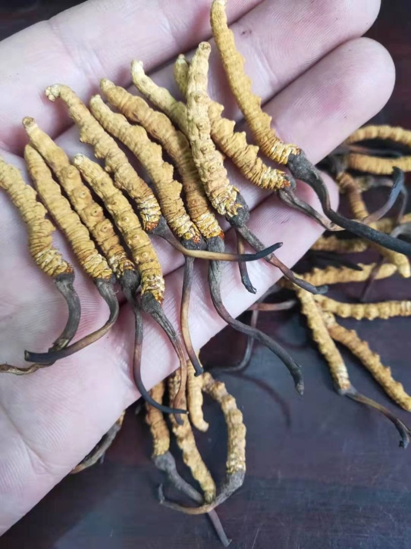 冬虫夏草玉树精选精品全国顺丰包邮，假一赔万不满意可退