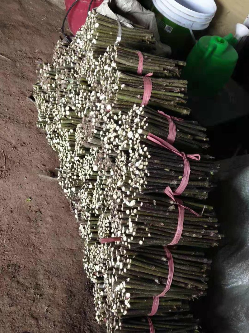 吴茱萸枝条，吴茱萸，茶辣苗，吴茱萸枝条，江西吴茱萸枝条