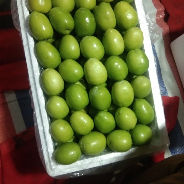 台湾大青枣。甜脆露天货，。。。。。。。。。