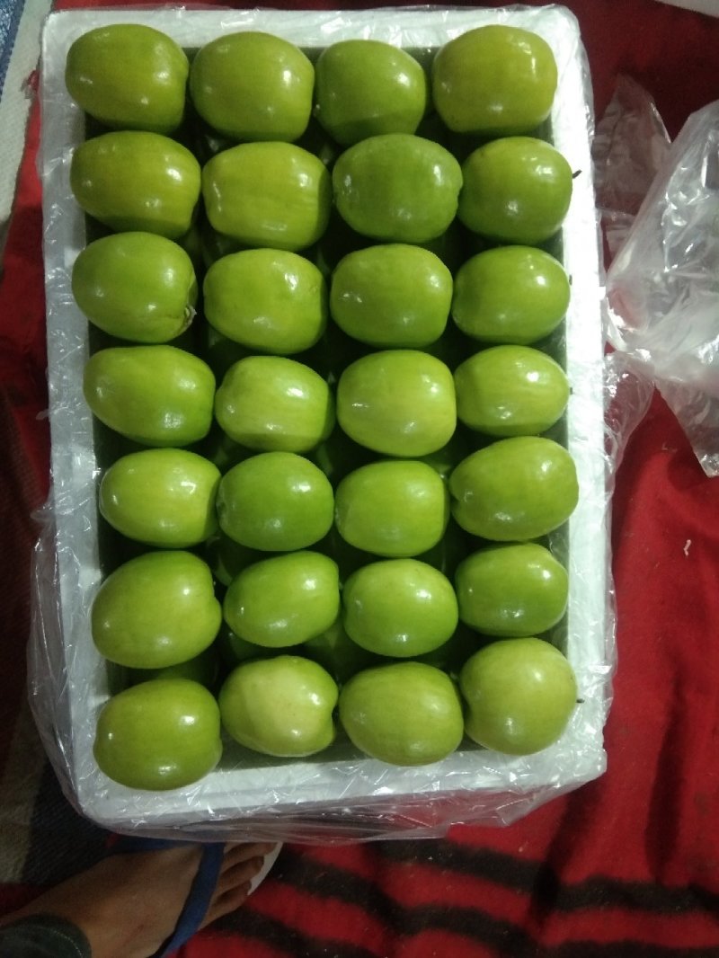 台湾大青枣。甜脆露天货，。。。。。。。。。