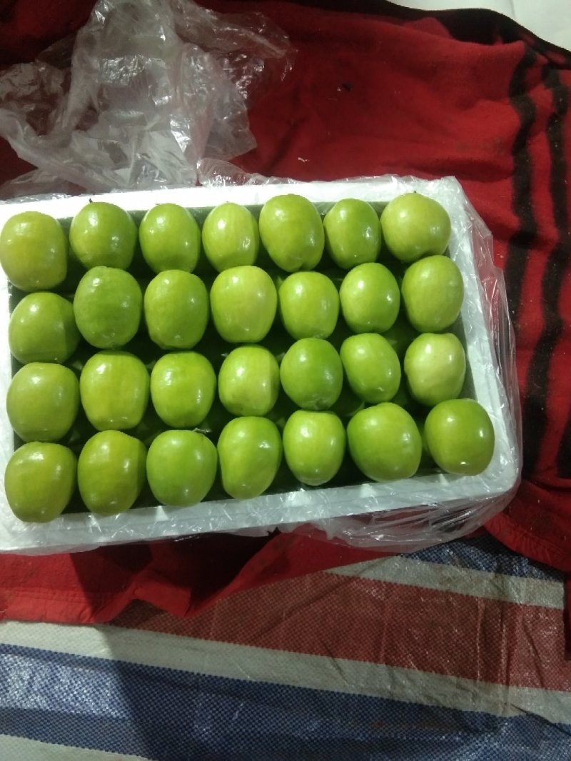 台湾大青枣。甜脆露天货，。。。。。。。。。