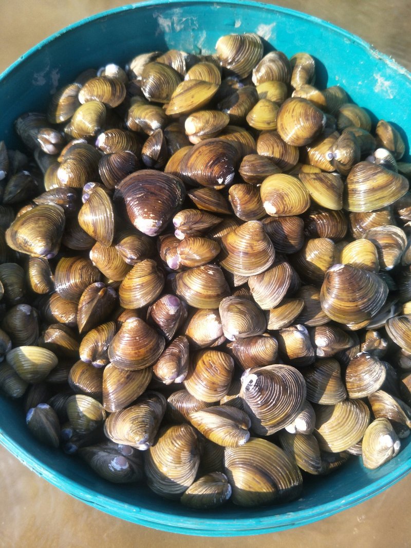 预约，螺丝，黄砚，黄沙砚子人工掏。