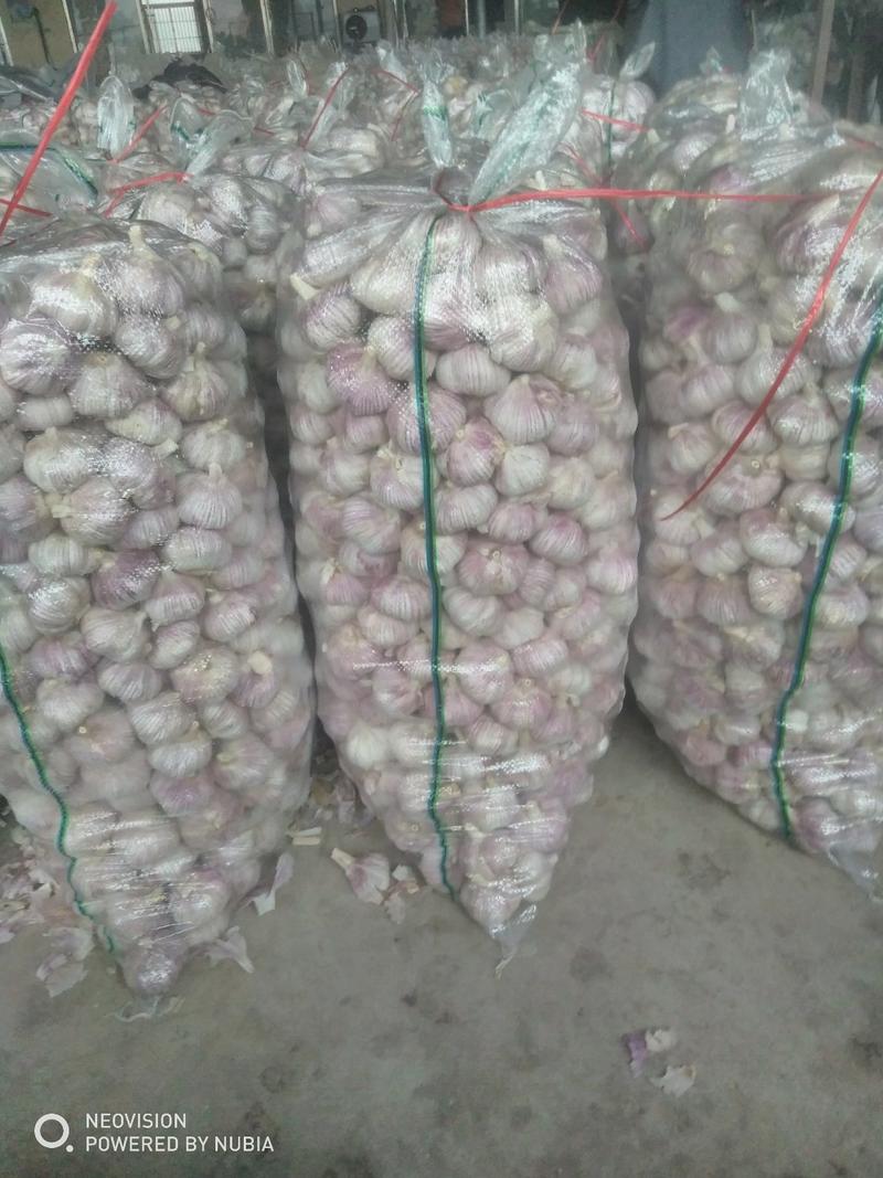 【精品】山东金乡大蒜质优价廉，大量直发代发国内外市场