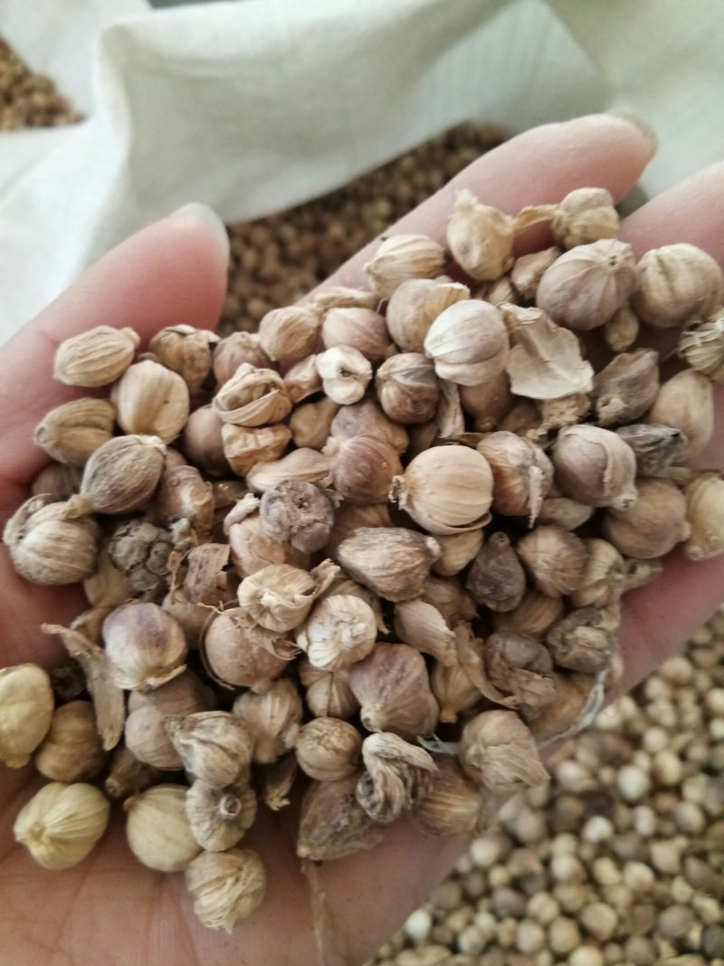 白豆蔻无硫药食两用干净无杂调料大全量大从优