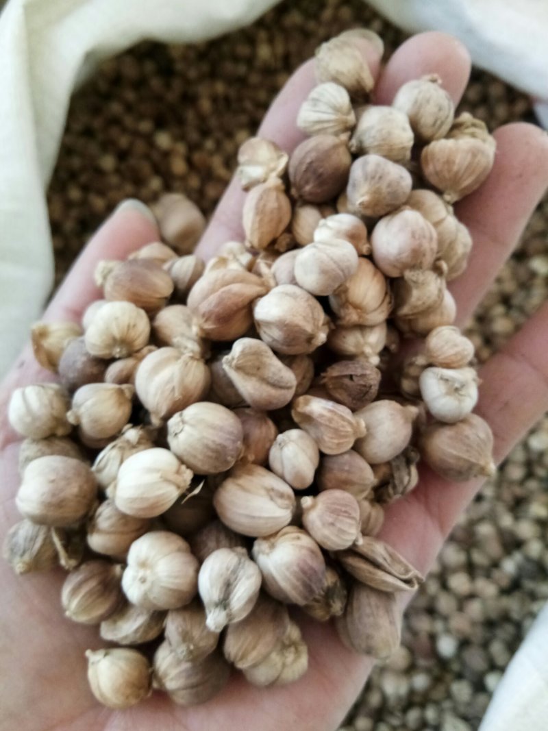 白豆蔻无硫药食两用干净无杂调料大全量大从优