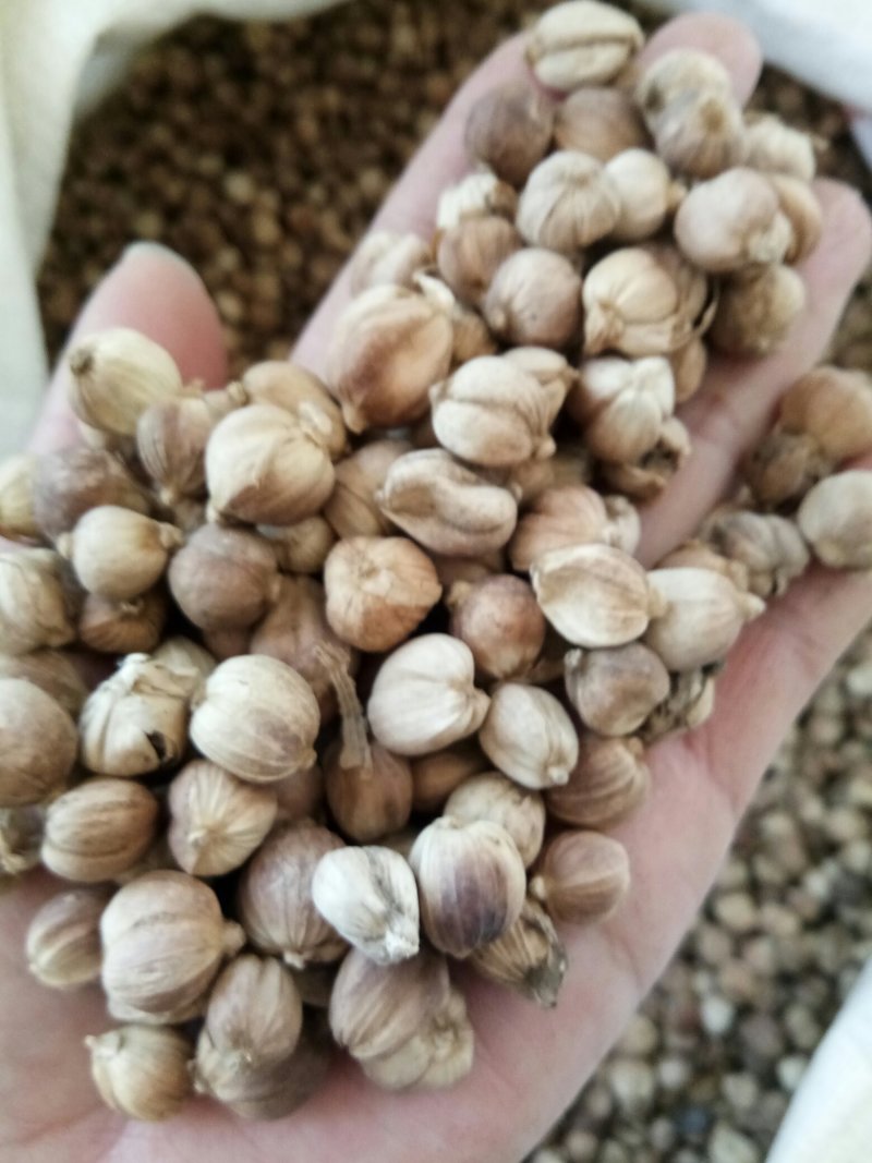 白豆蔻无硫药食两用干净无杂调料大全量大从优