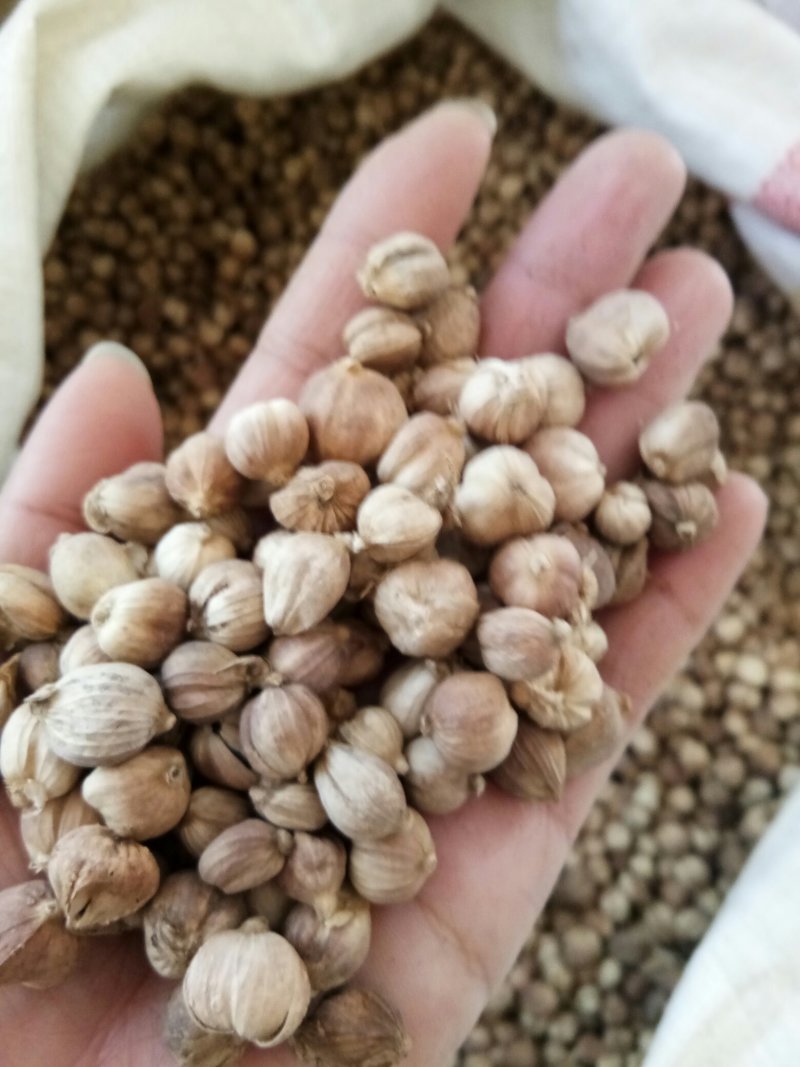 白豆蔻无硫药食两用干净无杂调料大全量大从优