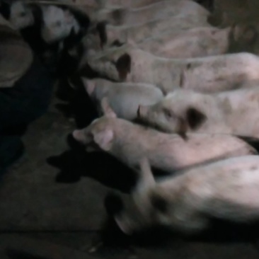 二杂小猪，母猪，
