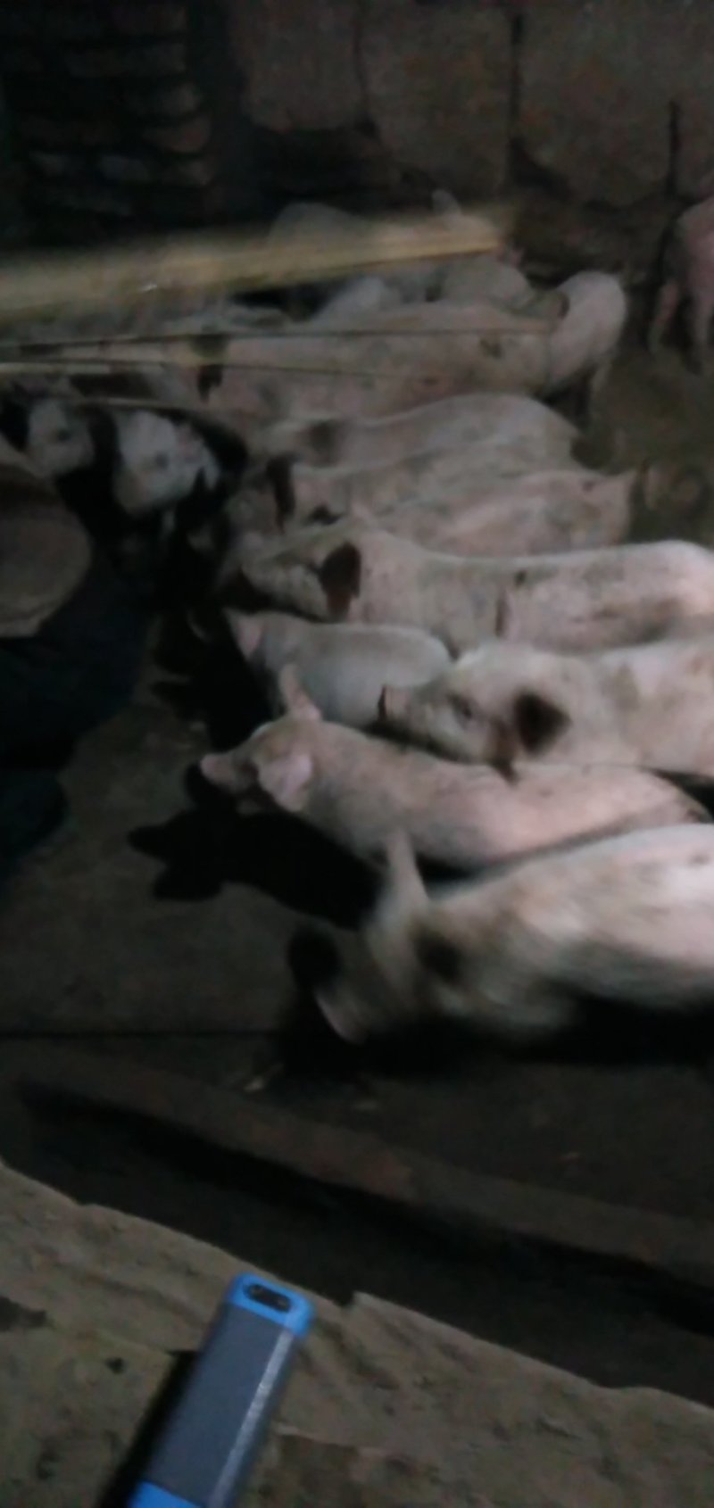 二杂小猪，母猪，