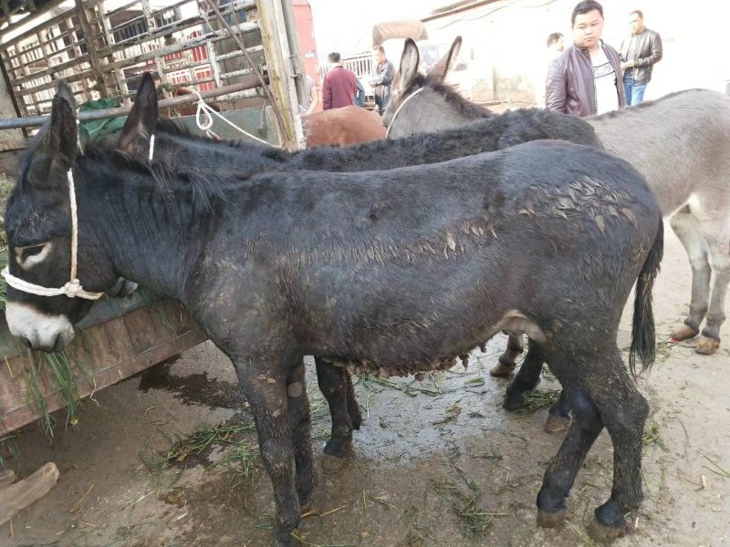 毛驴，云南本地毛驴，出肉率很高，肉质很好，肉用