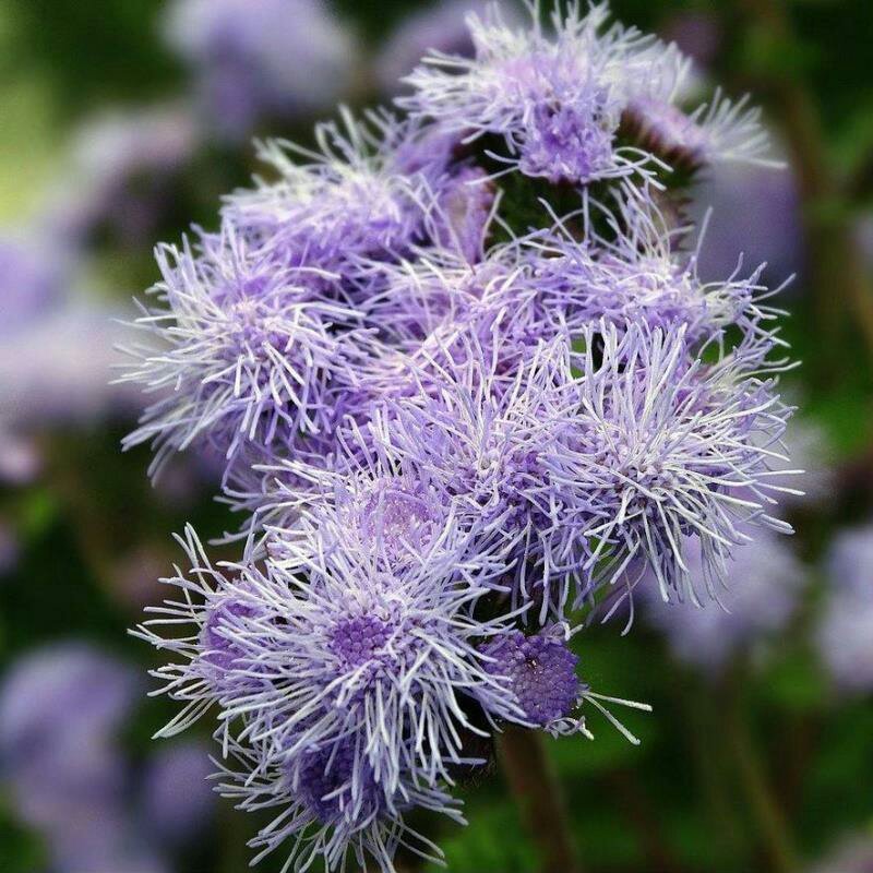 藿香蓟种子蓝花冠花卉种子盆栽景观绿化量大优惠