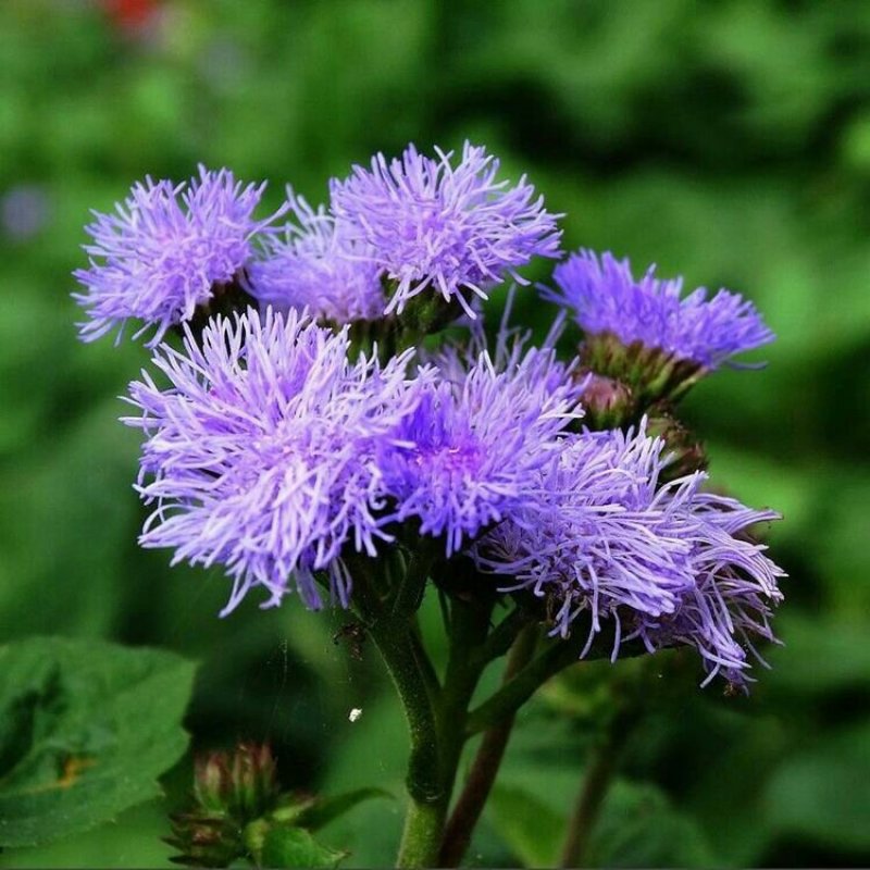藿香蓟种子蓝花冠花卉种子盆栽景观绿化量大优惠