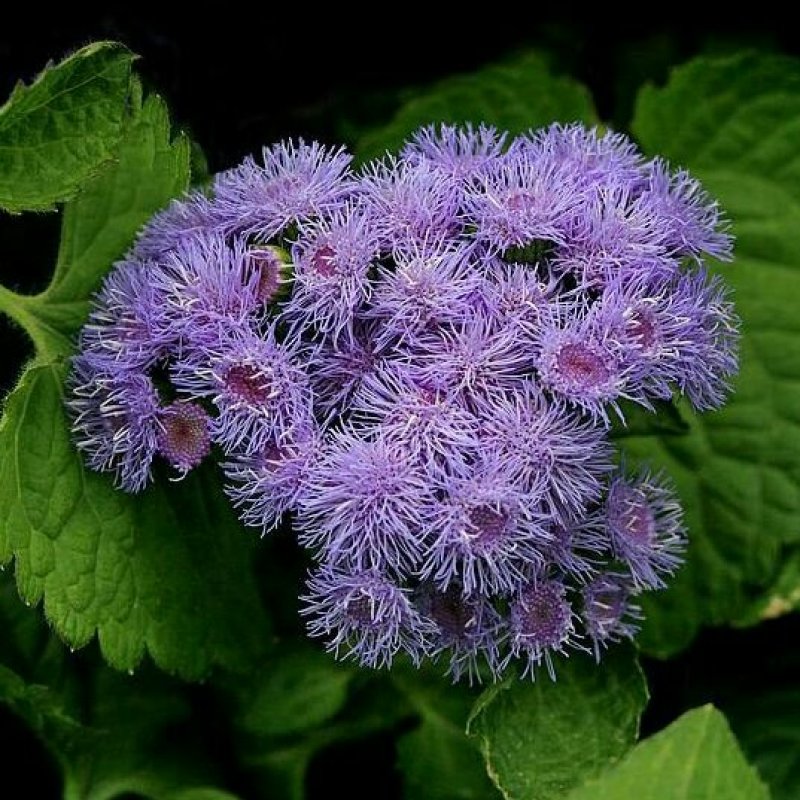 藿香蓟种子蓝花冠花卉种子盆栽景观绿化量大优惠