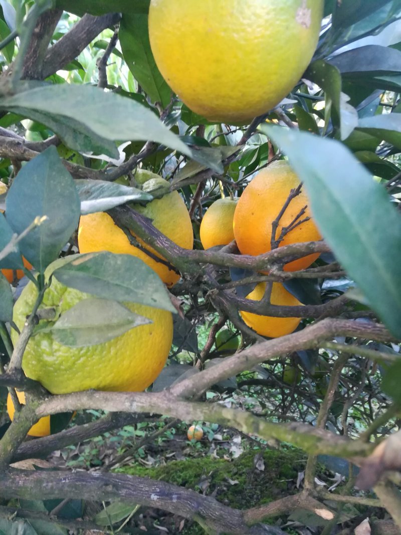 特甜湖南纽荷尔脐橙大量出货中