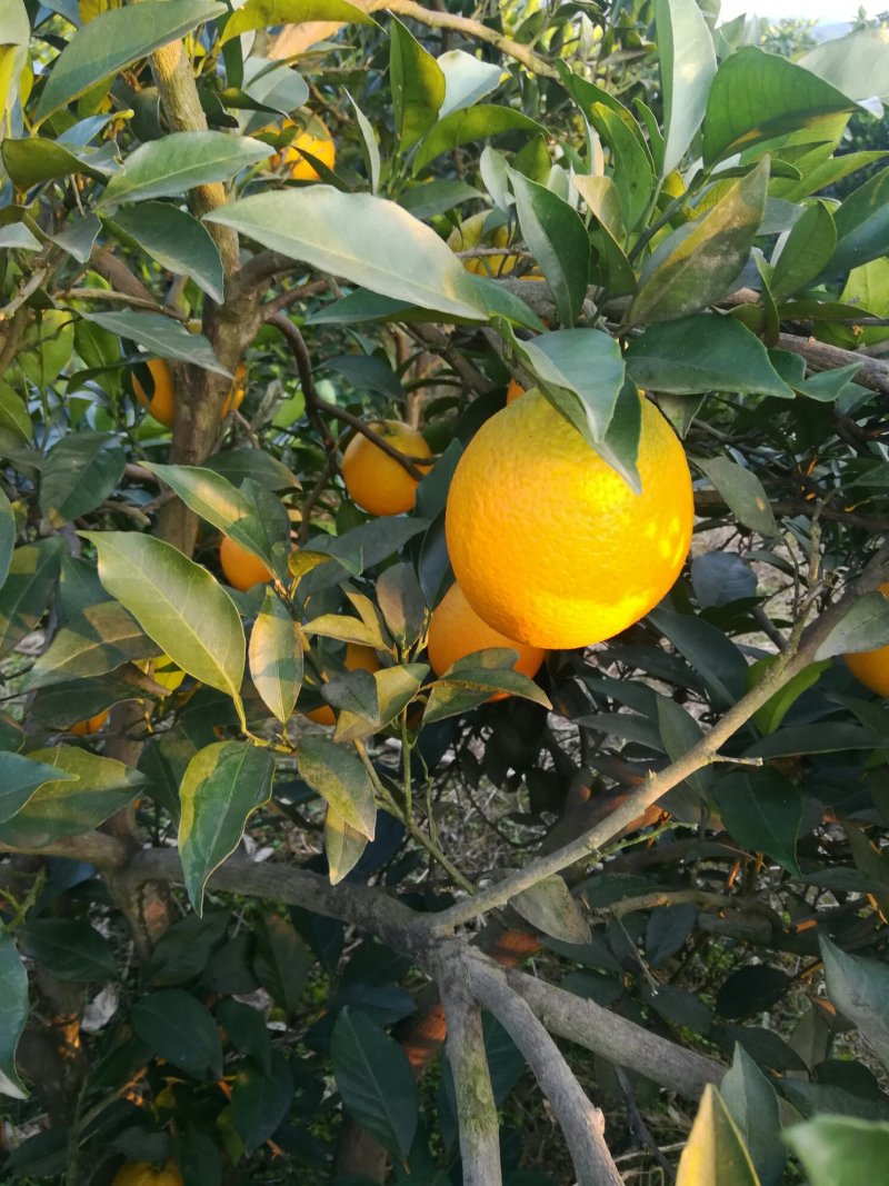 特甜湖南纽荷尔脐橙大量出货中