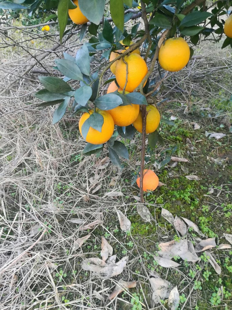 特甜湖南纽荷尔脐橙大量出货中