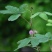 含羞草种子害羞怕羞草种籽小盆栽植物室内四季易种阳台绿植