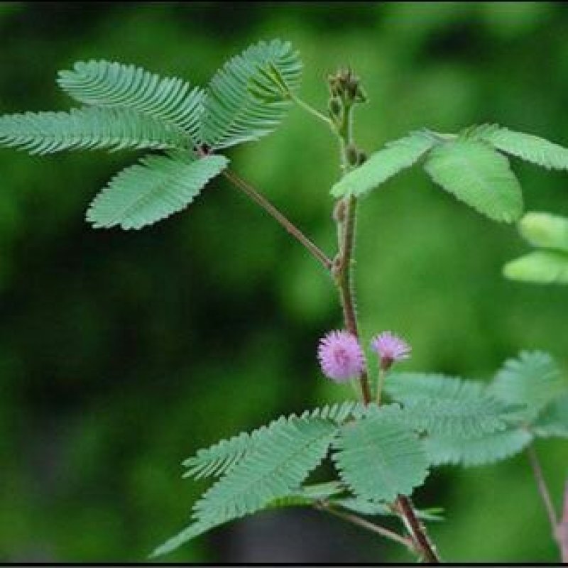 含羞草种子害羞怕羞草种籽小盆栽植物室内四季易种阳台绿植