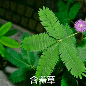 含羞草种子害羞怕羞草种籽小盆栽植物室内四季易种阳台绿植