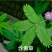 含羞草种子害羞怕羞草种籽小盆栽植物室内四季易种阳台绿植