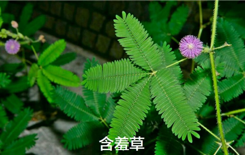 含羞草种子害羞怕羞草种籽小盆栽植物室内四季易种阳台绿植