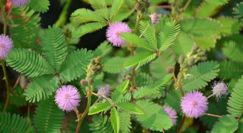 含羞草种子害羞怕羞草种籽小盆栽植物室内四季易种阳台绿植