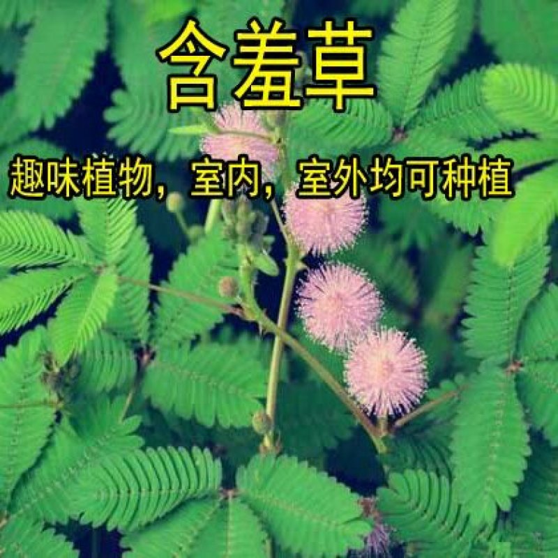 含羞草种子害羞怕羞草种籽小盆栽植物室内四季易种阳台绿植