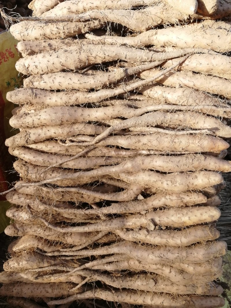 白玉山药种苗