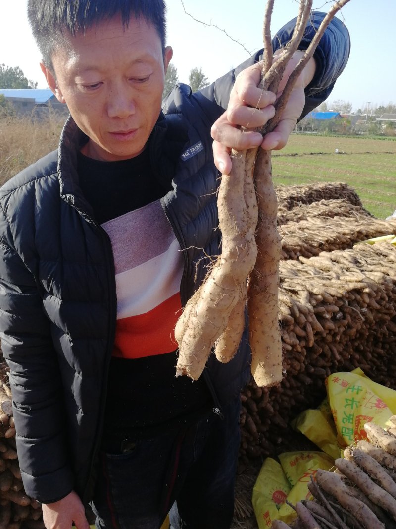 白玉山药种苗