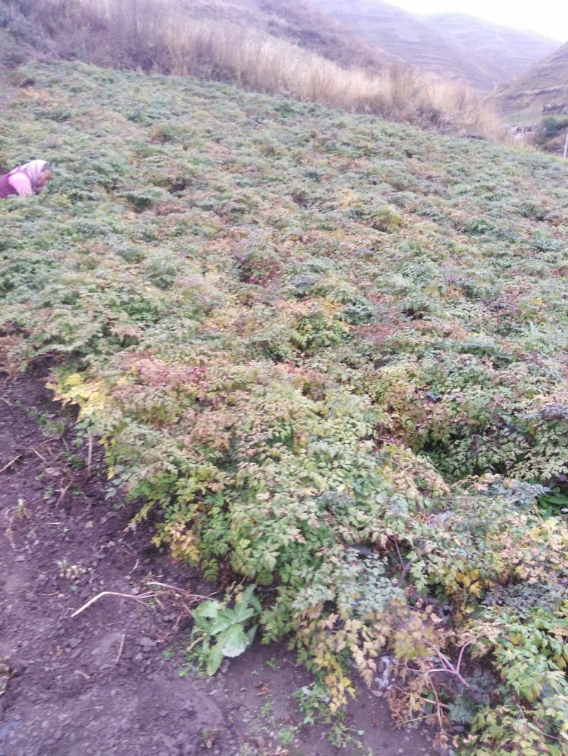 当归岷县当归岷县梅川镇板桥村当归原产地无硫自然风干