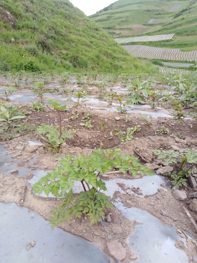当归岷县当归岷县梅川镇板桥村当归原产地无硫自然风干