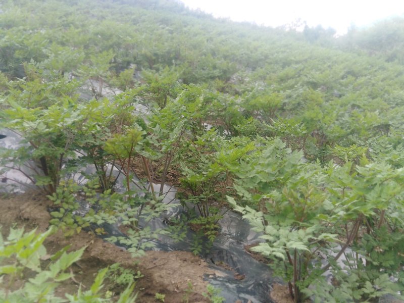 当归岷县当归岷县梅川镇板桥村当归原产地无硫自然风干