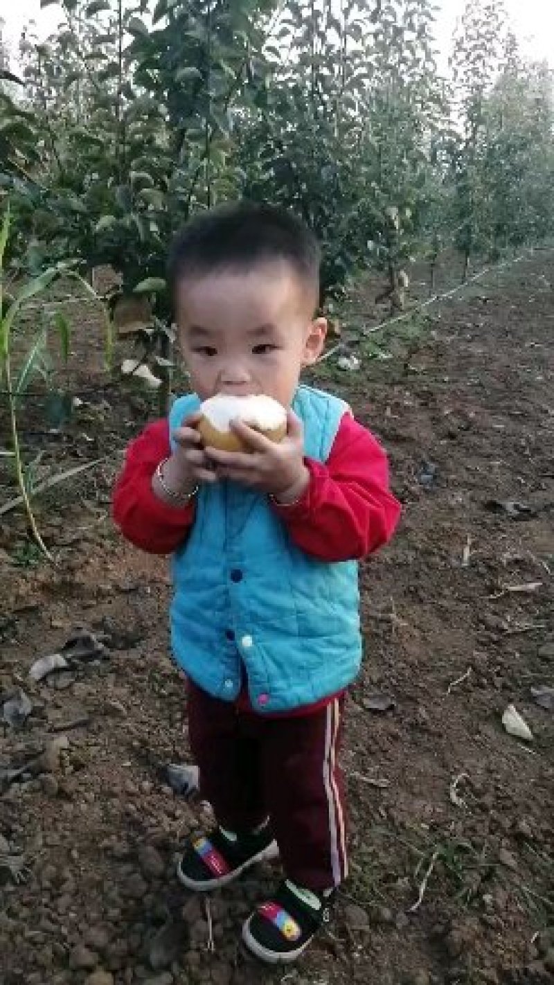 晚秋黄梨秋月梨丰收在即，欢迎新老客户咨询来电